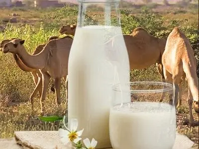 شیر شتر بهتر است یا شیر گاو؟