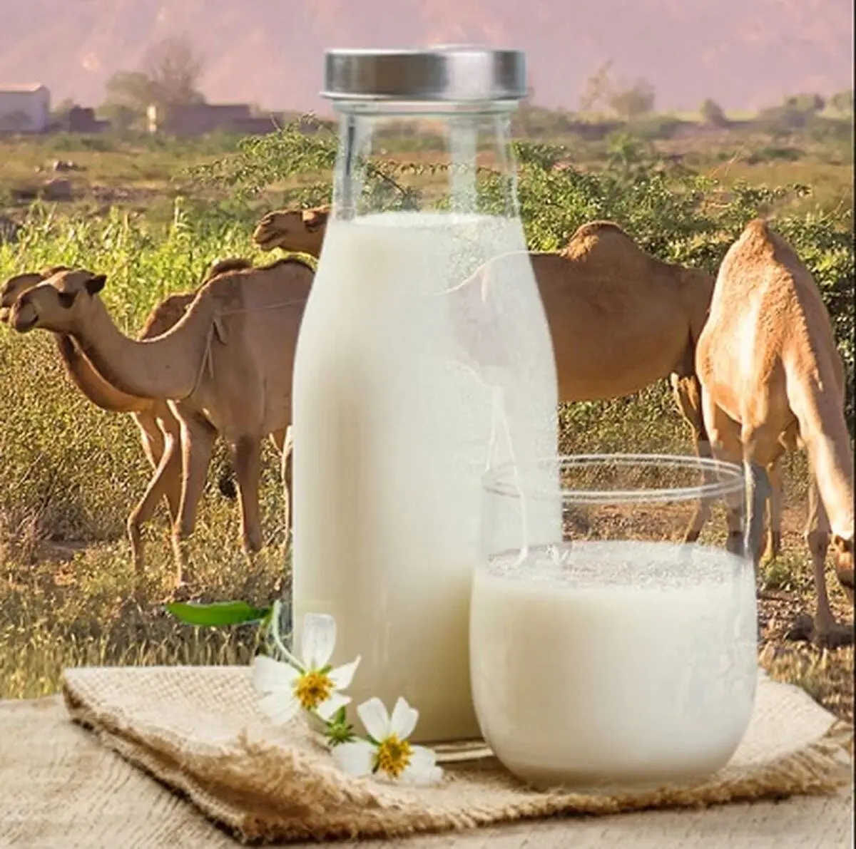 شیر شتر بهتر است یا شیر گاو؟