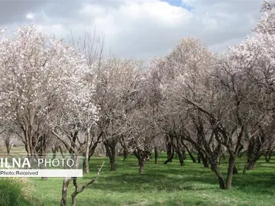 برگزاری نشست تخصصی با مشاوران فائو برای ثبت جهانی باغستان سنتی قزوین 