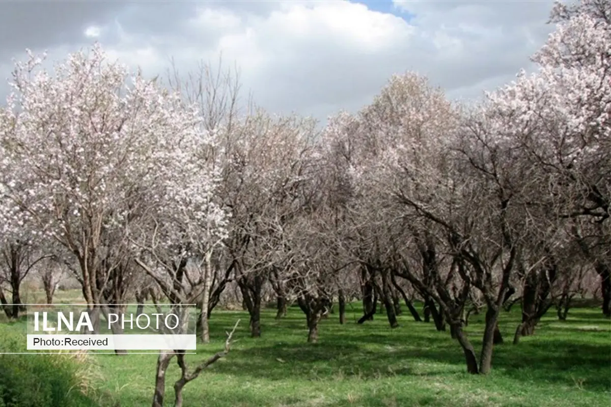 باغستان سنتی قزوین می‌تواند در توسعه گردشگری کشاورزی تاثیرگذار باشد