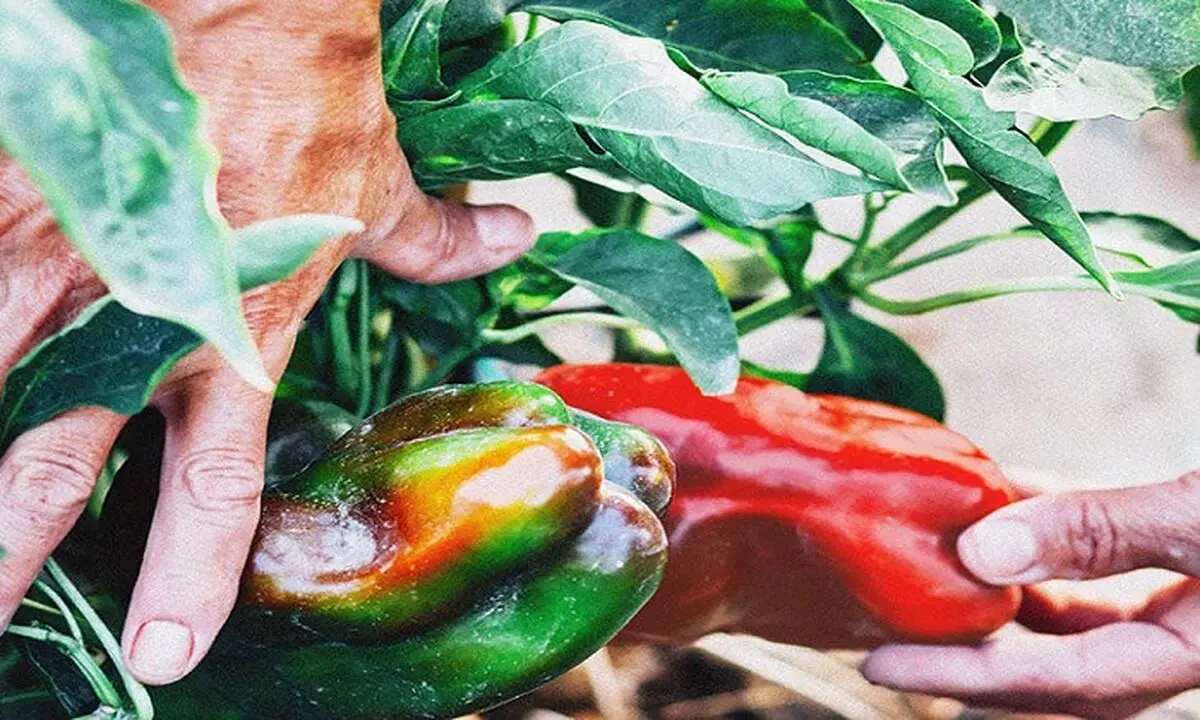 فرمول خوراکی برای حفظ رطوبت پوست 