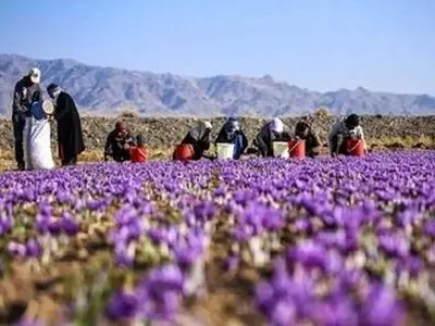 افت ۵۰ درصدی تولید زعفران در هر هکتار/ زعفران ایران به چه کشورهایی صادر می‌شود؟