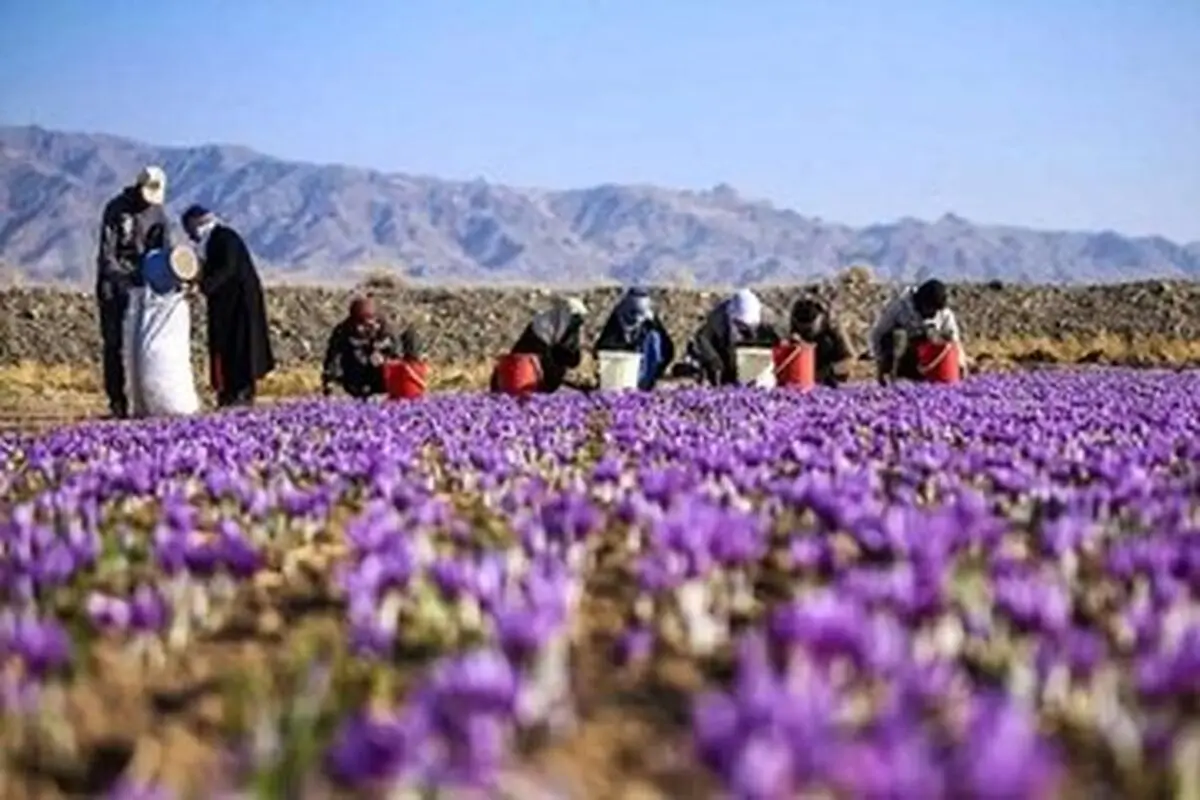 افت ۵۰ درصدی تولید زعفران در هر هکتار/ زعفران ایران به چه کشورهایی صادر می‌شود؟