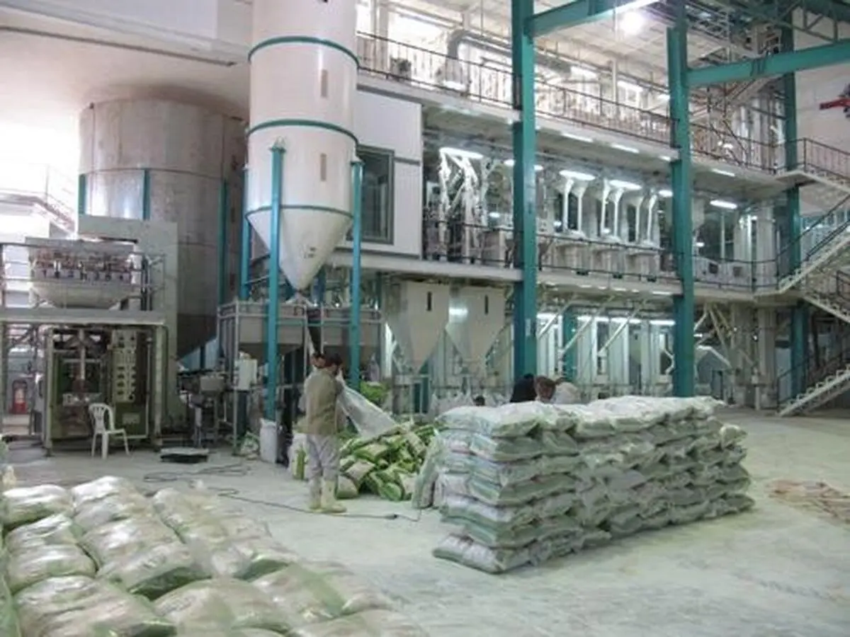بیش از 930 شالیکوبی در مازندران فعال است