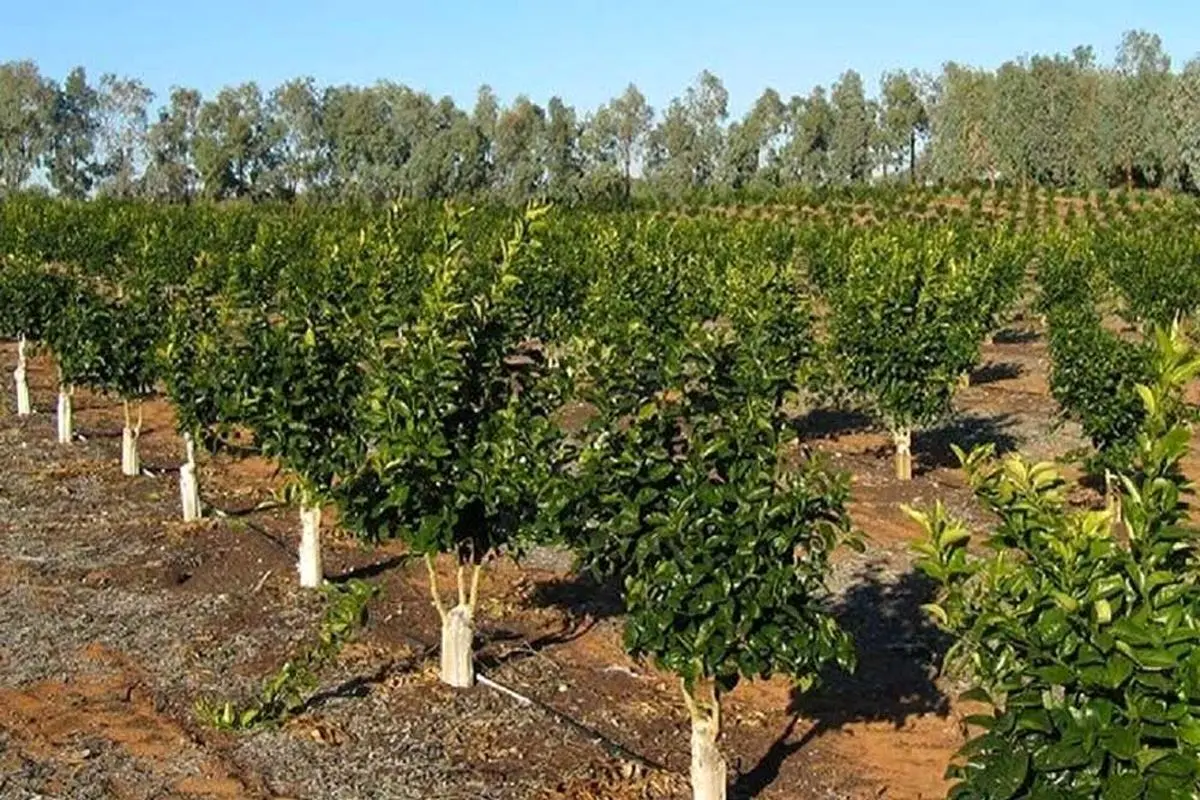 ۲۱ هزار و ۲۵۰ هکتار از باغ‌های قزوین شناسنامه‌دار شدند