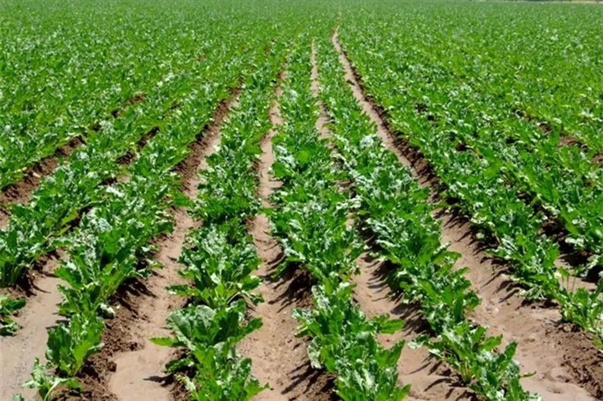 رشد ۲۰ برابری کشت پاییزه چغندرقند
