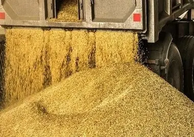 تسریع در ترخیص بیش از ۹۲ هزار تن کالای اساسی کشاورزی