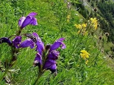 جلوگیری از سرطان معده با مصرف عصاره این گیاه 