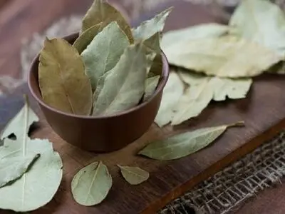 لاغری فوری با برگ بو 
