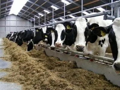 عرضه نهاده‌های دامی چندین برابر نیاز بازار