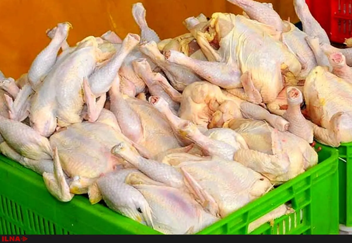 برای صادرات مرغ به قطر مشکلی نداریم/ کاهش ۲۵۰ تومانی قیمت مرغ