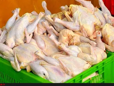 برای صادرات مرغ به قطر مشکلی نداریم/ کاهش ۲۵۰ تومانی قیمت مرغ