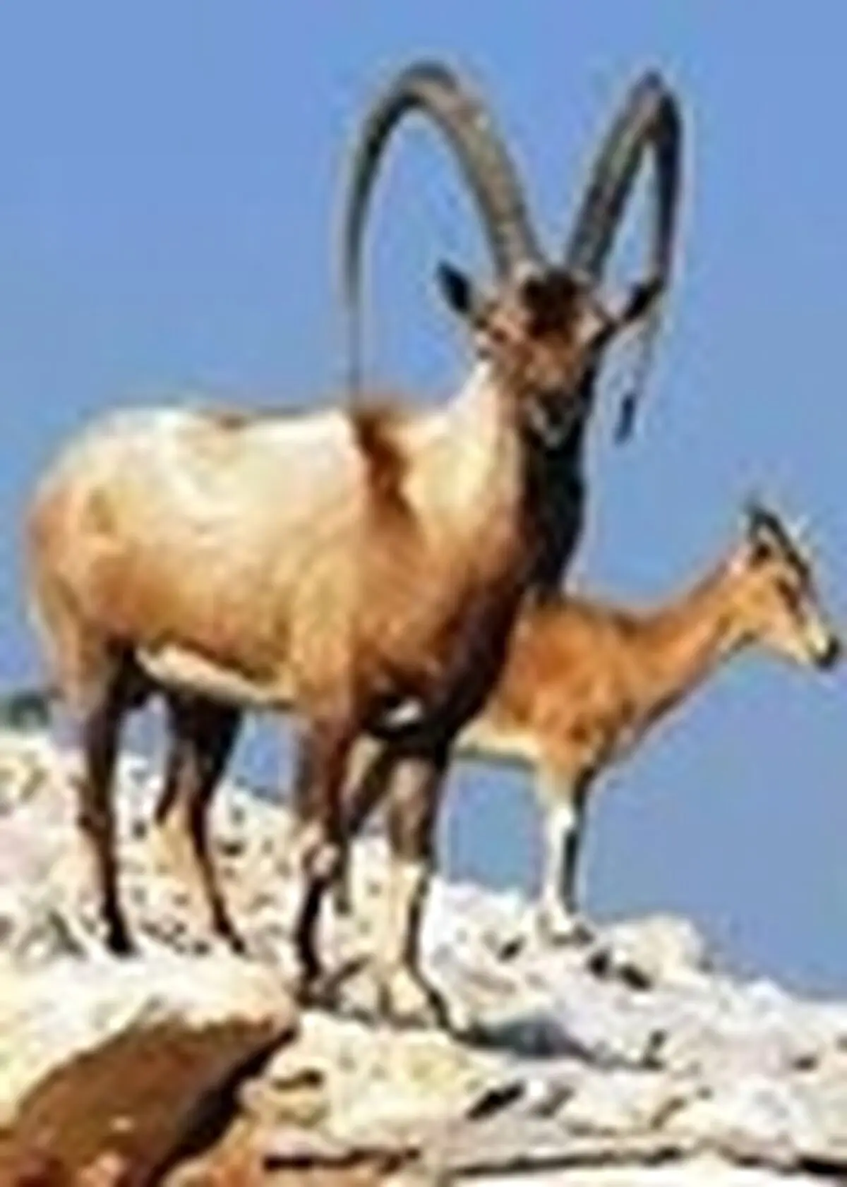 دستگیری ‌۱۰ شکارچی متخلف کل و بز در سروآباد