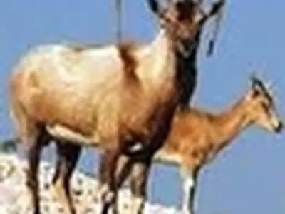 دستگیری ‌۱۰ شکارچی متخلف کل و بز در سروآباد