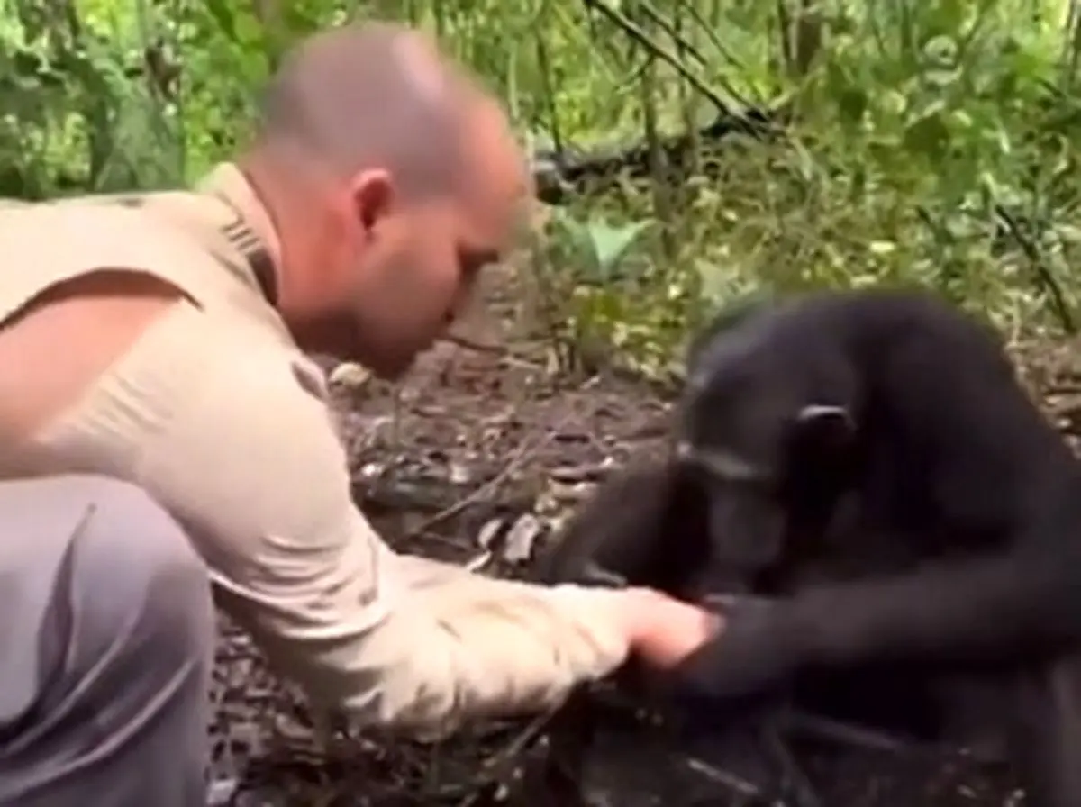 ‏در جنگل کامرون، شامپانزه‌ای از دست های عکاس فرانسوی کمک گرفت تا آب بنوشد و برای قدردانی، دست های او را شست + فیلم
