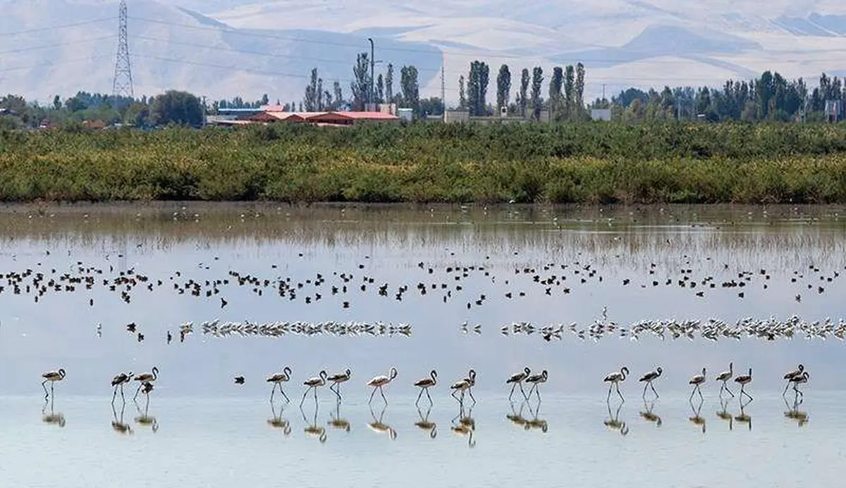 آب به تالاب‌های آذربایجان‌غربی جان دوباره بخشید/ درگه‌سنگی نقده ۱۰۰ درصد آبگیری شد