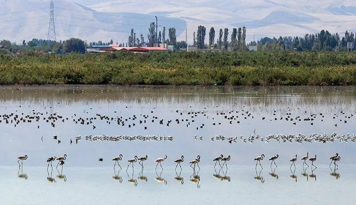 آب به تالاب‌های آذربایجان‌غربی جان دوباره بخشید/ درگه‌سنگی نقده ۱۰۰ درصد آبگیری شد