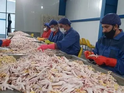 صادرات یکهزار و ۸۵۹ تن پا و پنجه مرغ اردبیل به کشورهای دیگر / ترکیه واردکننده پودر گوشت از اردبیل
