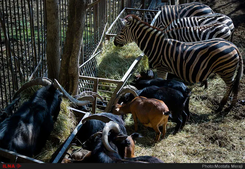 گزارش اختصاصی ایلنا از حیوانات باغ وحش تفلیس