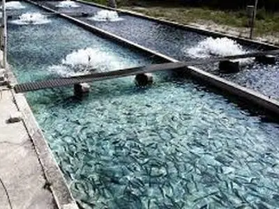 استفاده از عرقیات گیاهی در پرورش ماهی در آذربایجان شرقی