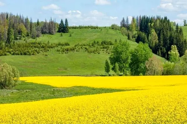 ماندگاری هوای گرم و مرطوب در گیلان