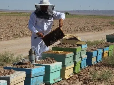 تولید عسل در بهبهان افزایش یافت