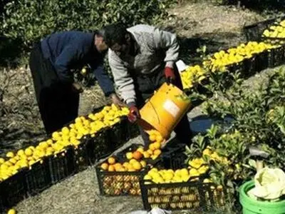 برگزاری جشنواره لیمودر عمارت «خسرو»  قصرشیرین