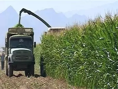 آغاز برداشت ذرت از مزارع گیلانغرب در کرمانشاه