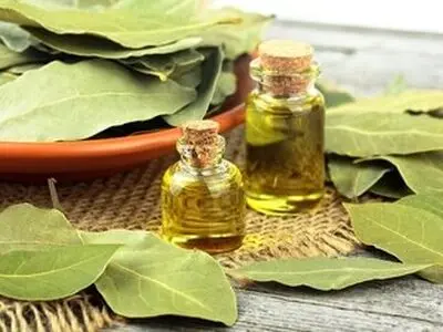 خواص درمانی و شگفت انگیز برگ یک گیاه