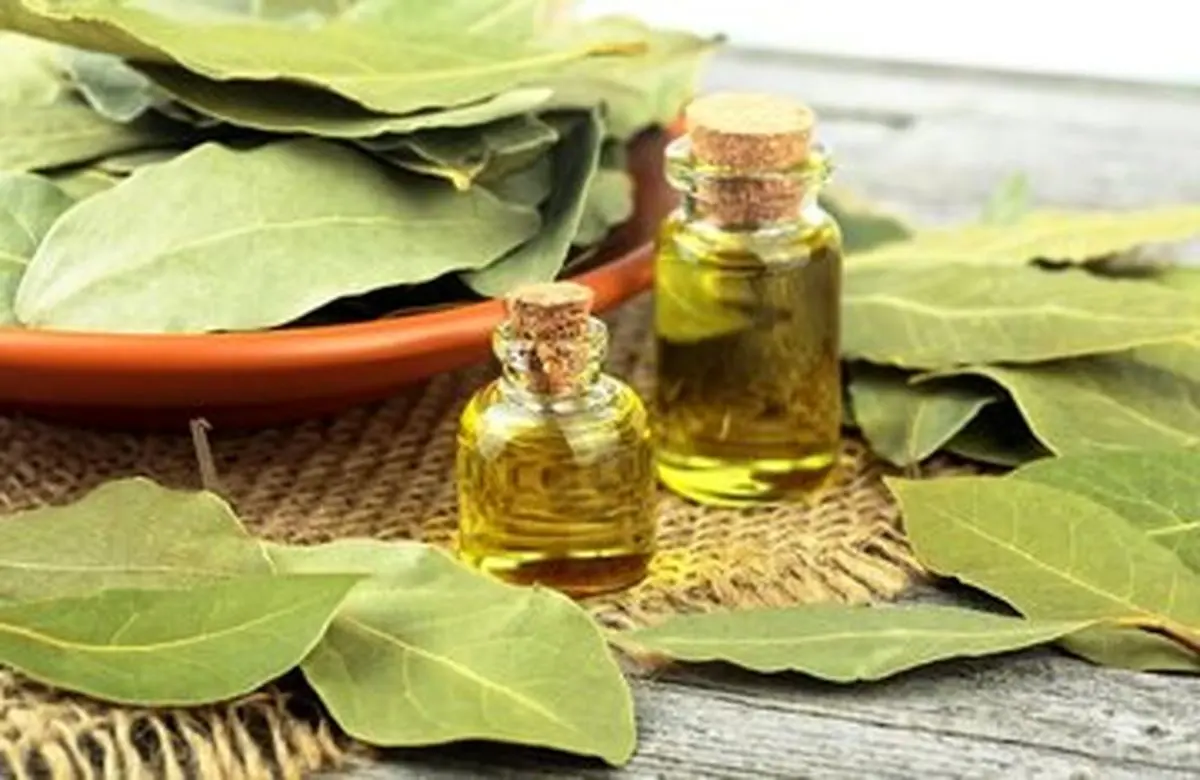 خواص درمانی و شگفت انگیز برگ یک گیاه