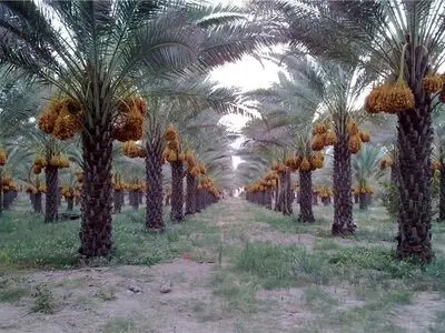 برداشت بیش از سه هزار تُن خرما از نخیلات شهرستان قصرشیرین