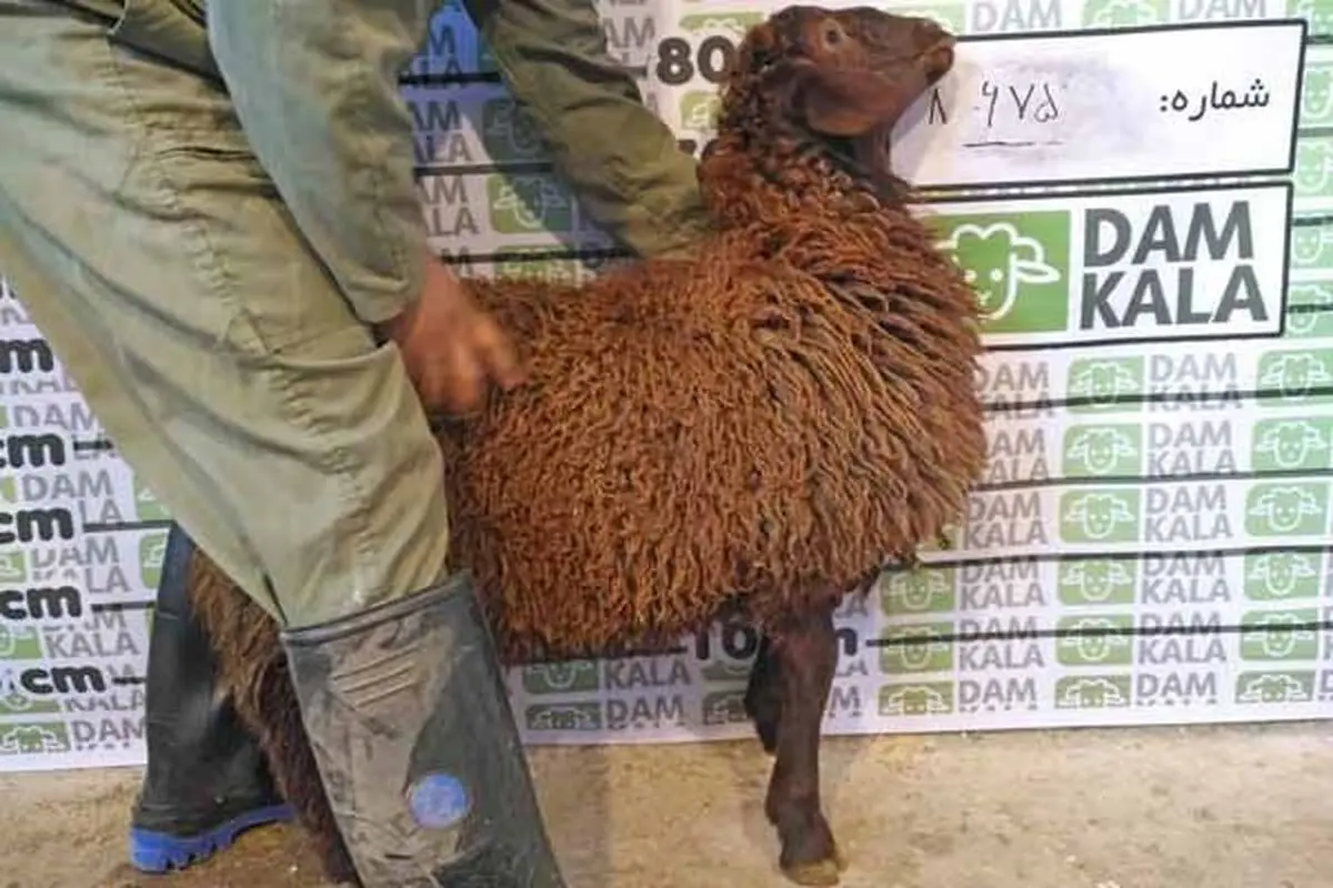 دام کالا فروشگاهی برای خرید گوسفند مراسم عید قربان