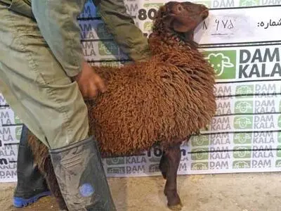 دام کالا فروشگاهی برای خرید گوسفند مراسم عید قربان