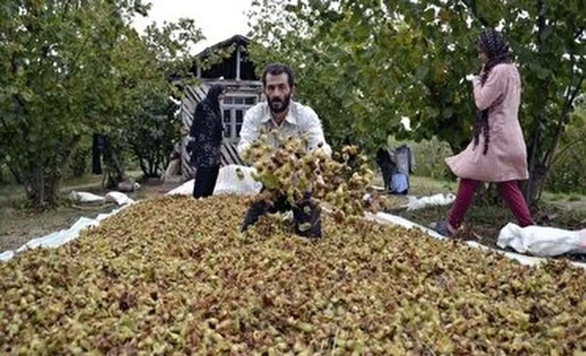 رتبه نخست گیلان در تولید فندق