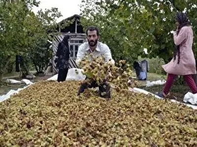 رتبه نخست گیلان در تولید فندق