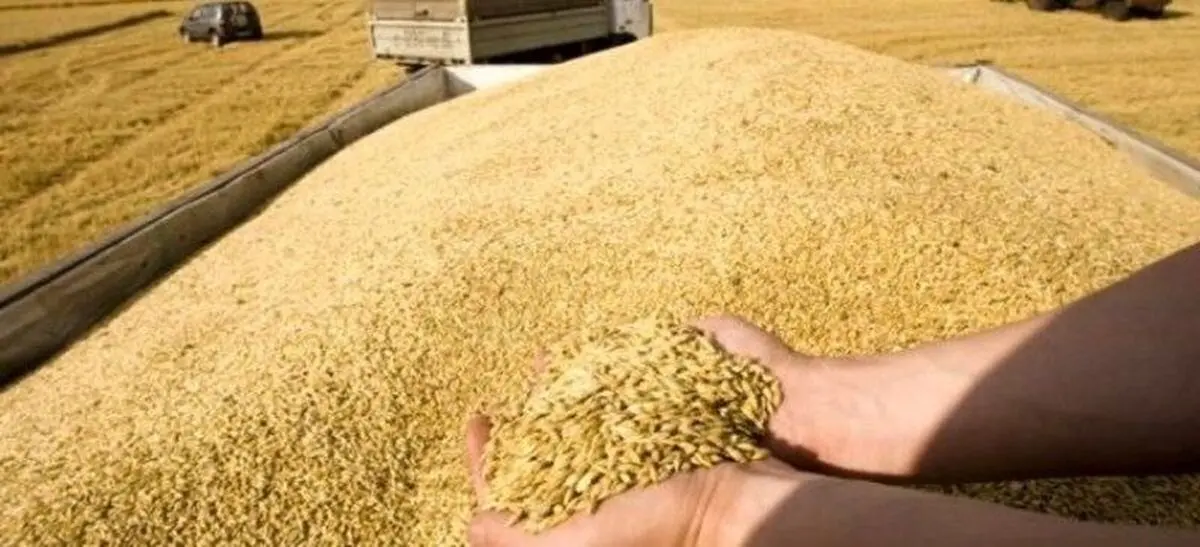جریمه ۱۱ میلیارد تومانی قاچاقچی گندم در لرستان 