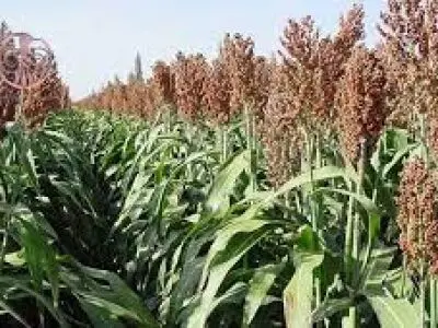 کشت ذرت خوشه‌ای در خرمشهر