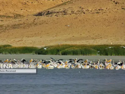 پرندگان مهاجر از کجا و کی به ایران سفر می‌کنند؟ + عکس و فیلم