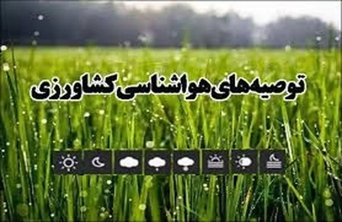  کشاورزان هرچه سریع تر محصول برنج خود را برداشت و از زمین زراعی خارج کنند