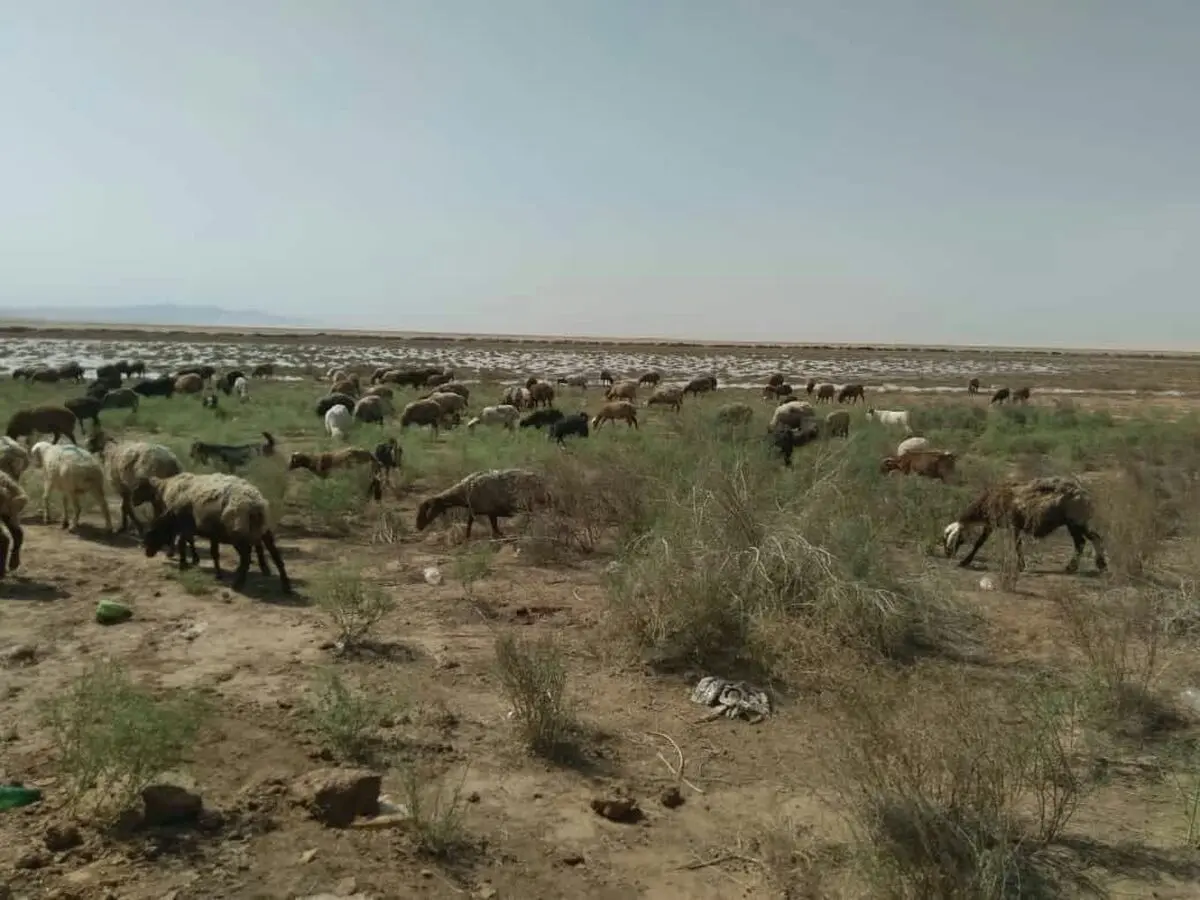 پدیده خشکسالی تهدیدی مشترک برای معشیت دامداران شهرستان گناباد