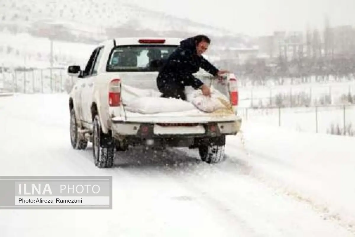 محیط زیست بوکان و خیرین، پرندگان را در سرما فراموش نکردند 