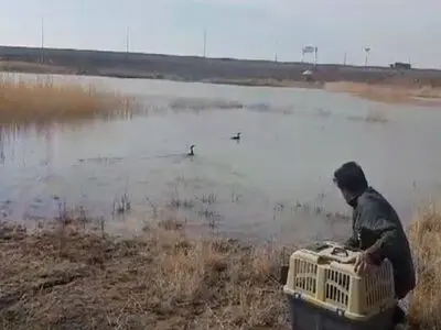 دوپرنده باکلان پس از درمان در آبیک رهاسازی شدند