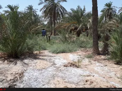 مرگ لاک‌پشت‌ها و کبوترهای آبادان و خرمشهر/کشاورزان را بیچاره کرده‌اند/دستگاه قضایی ورود کند
