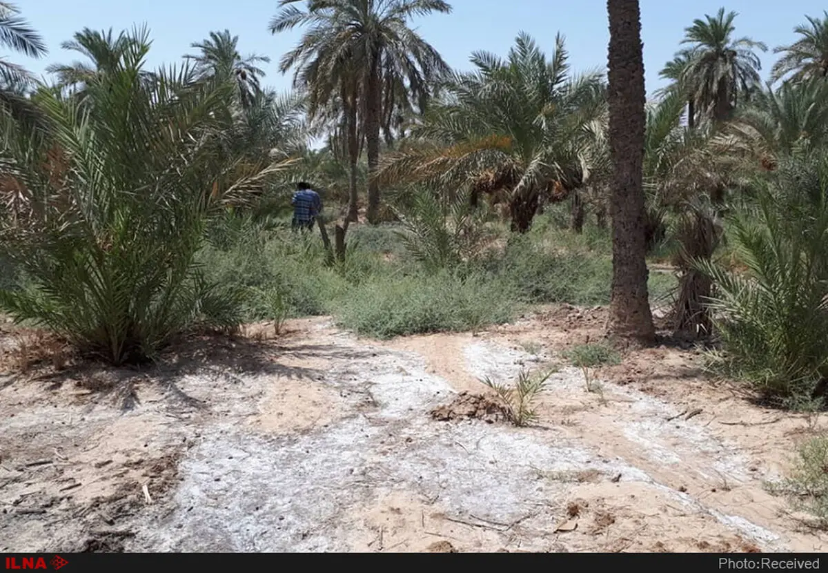 مرگ لاک‌پشت‌ها و کبوترهای آبادان و خرمشهر/کشاورزان را بیچاره کرده‌اند/دستگاه قضایی ورود کند