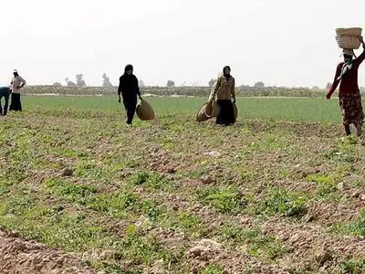 افزایش ۱۵ درصدی تولیدات بخش کشاورزی خوزستان