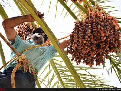 درخت نخل خاصویی ظرفیتی برای اشتغالزایی 