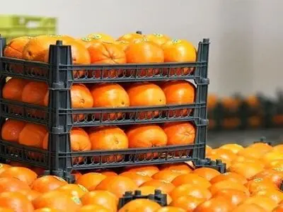 آغاز ذخیره خرمای مورد نیاز ماه رمضان و میوه شب عید/ سبد متنوع میوه در برخی استان‌ها 