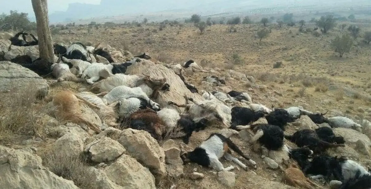 تلف شدن 250 رأس گوسفند بر اثر صاعقه در ارتفاعات روستای سهرین زنجان