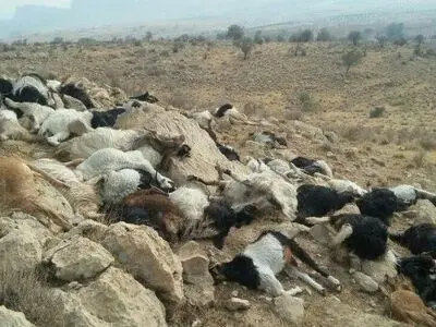 تلف شدن 250 رأس گوسفند بر اثر صاعقه در ارتفاعات روستای سهرین زنجان