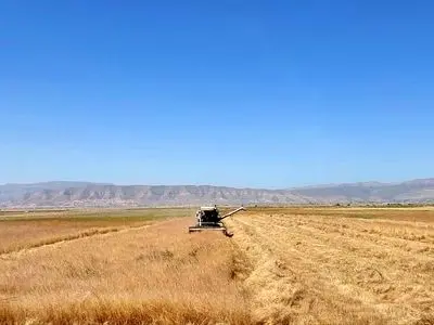 پیش‌بینی برداشت بیش از ۷ هزار تن خاکشیر از اراضی مرودشت